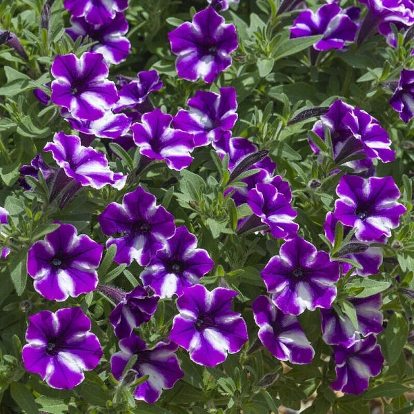 Petunia Bubbles Lavender Twist – kwitnienie